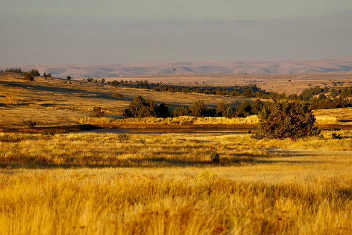 Regenerative Landscape